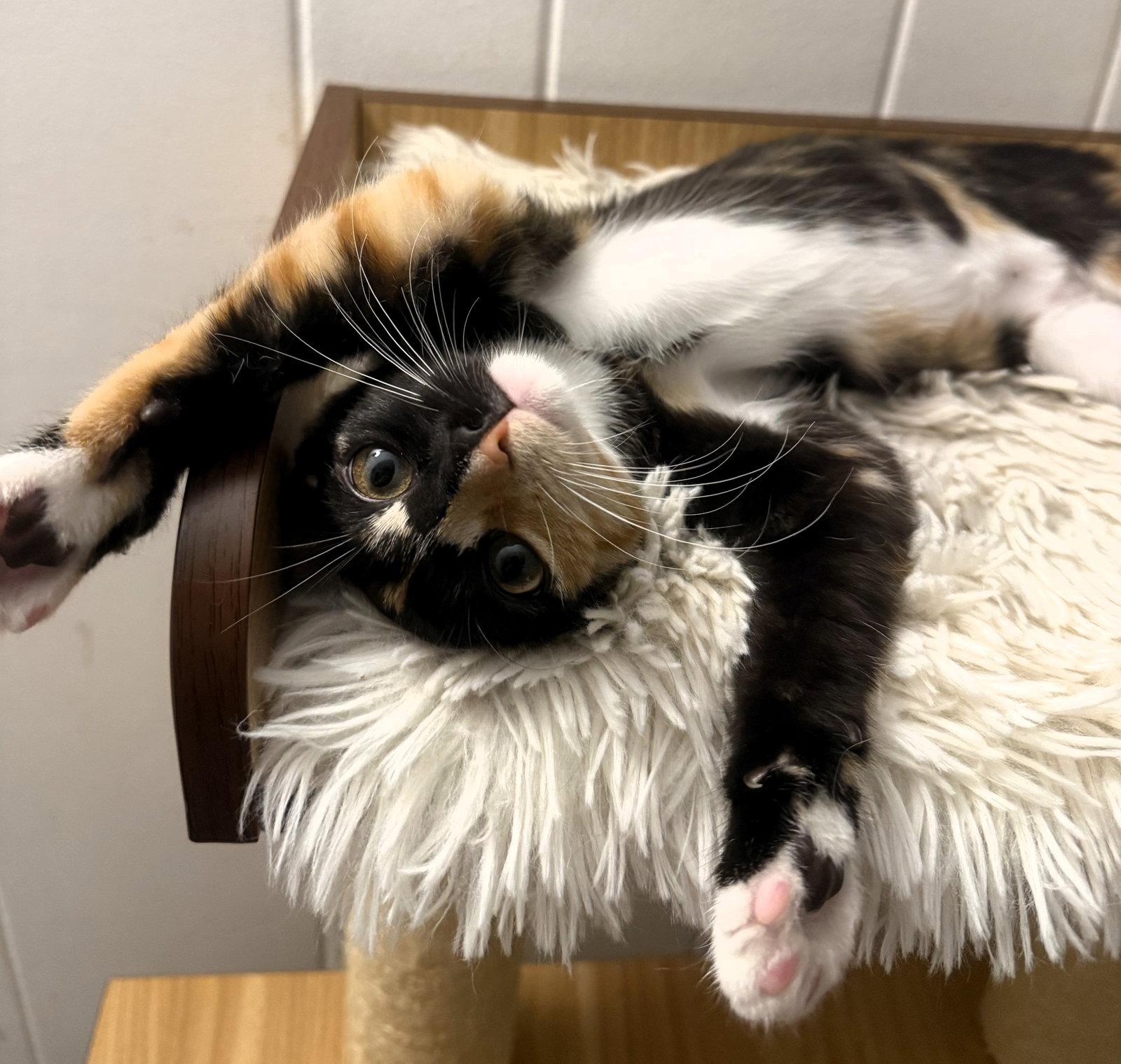 Penne, a Adoptable mixed breed in Lighthouse Point, FL image 2/3