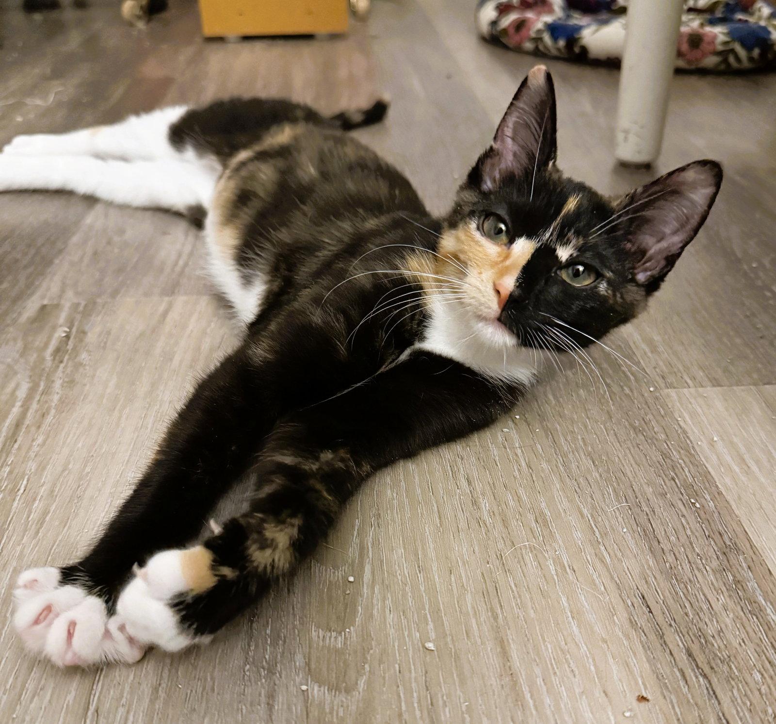 Penne, a Adoptable mixed breed in Lighthouse Point, FL image 3/3