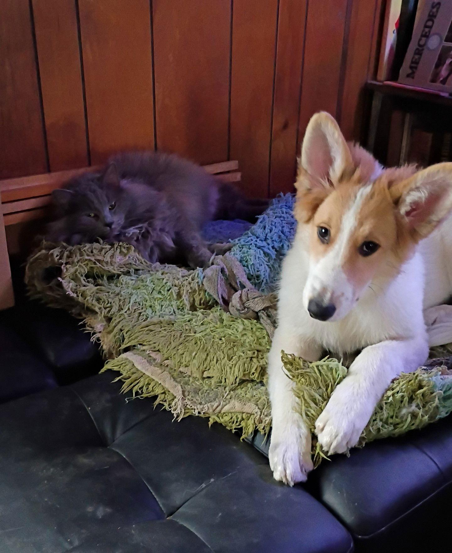 Laddie Collie Puppy thumbnail 2