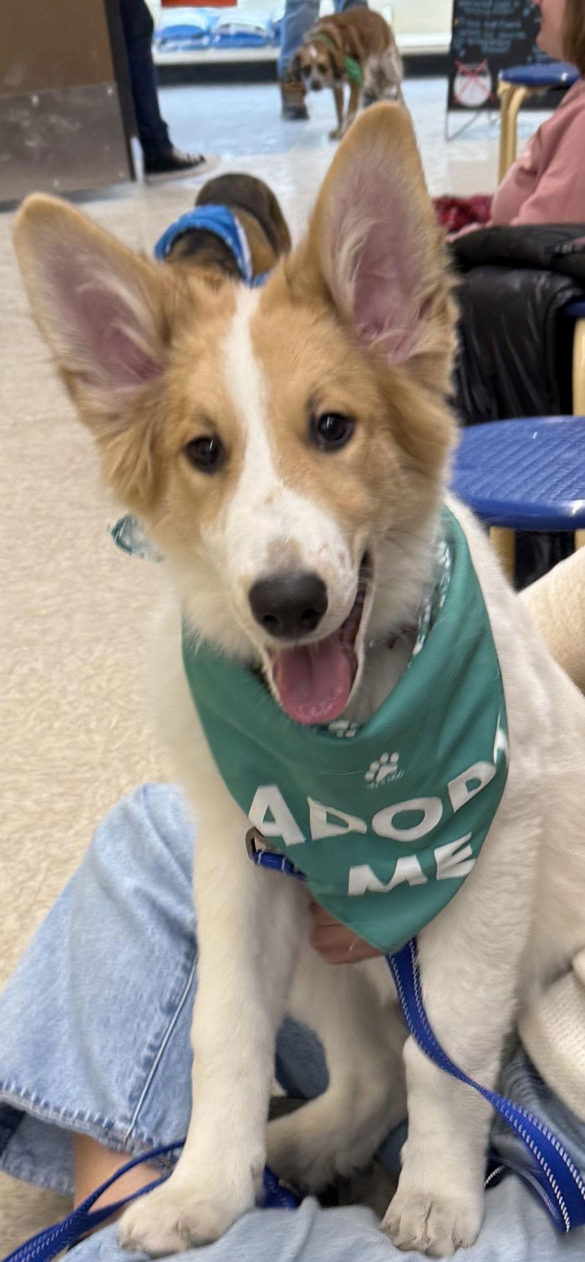 Laddie Collie Puppy thumbnail 3