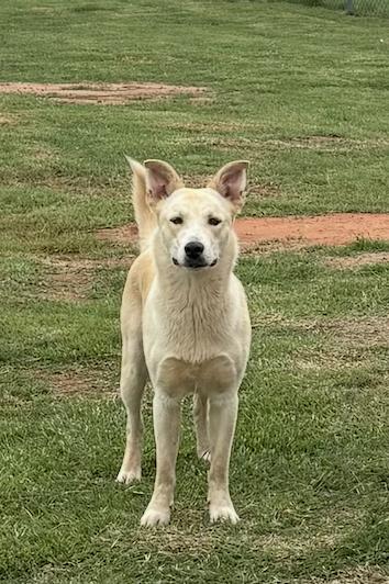 Enlarge Tator, a Adoptable mixed breed in Deerfield, WI image 1/3