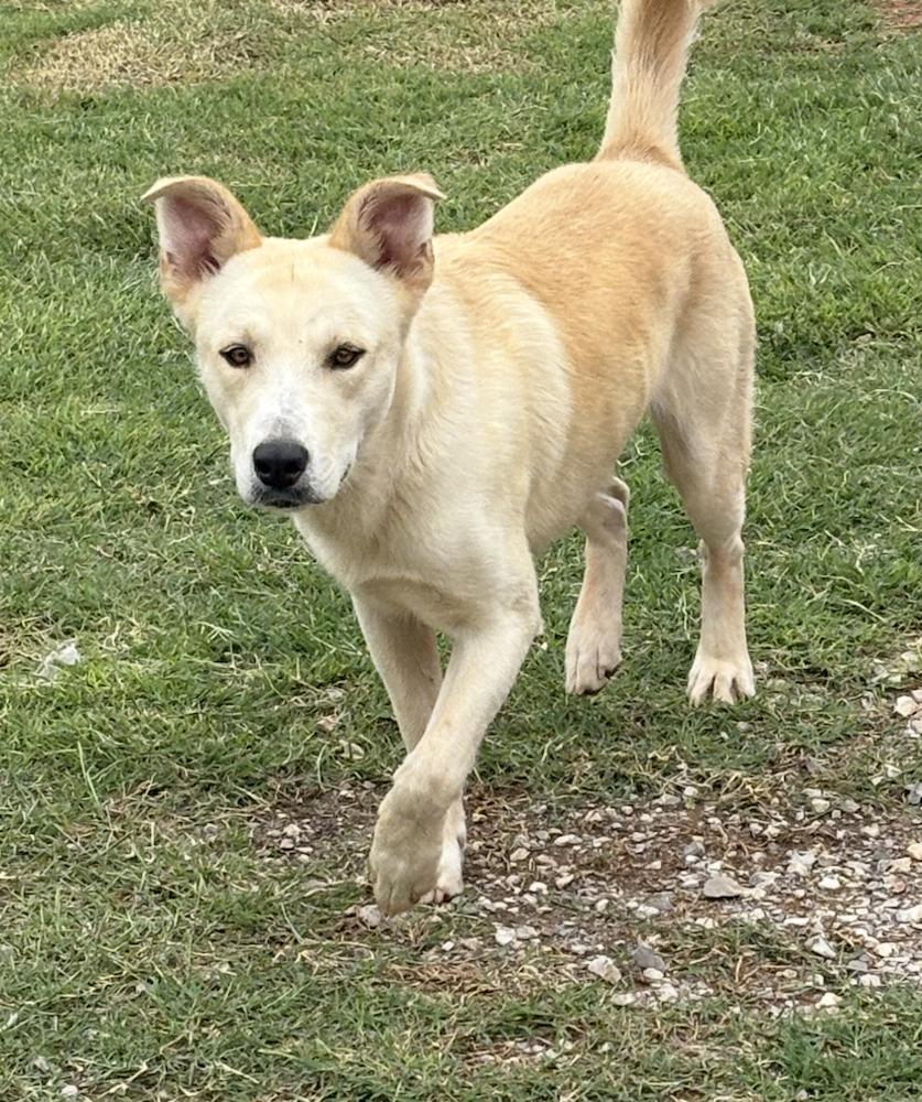 Enlarge Tator, a Adoptable mixed breed in Deerfield, WI image 2/3