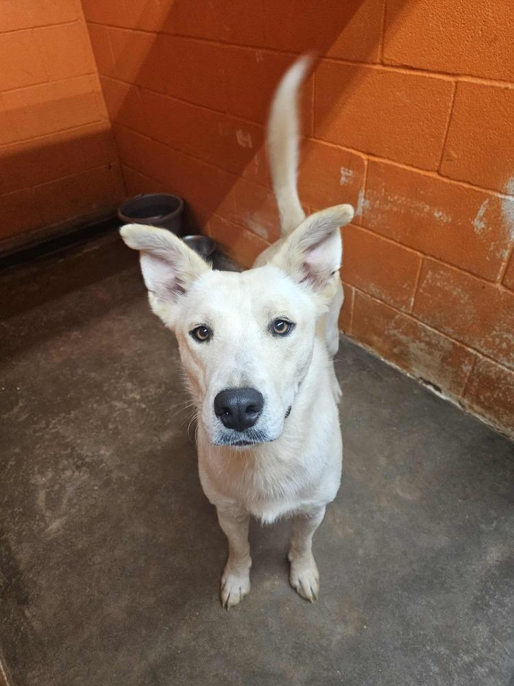 Enlarge Tator, a Adoptable mixed breed in Deerfield, WI image 3/3