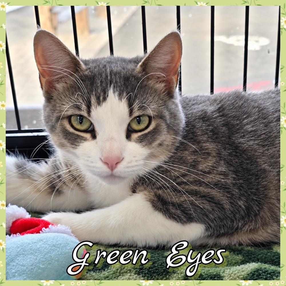 Enlarge Green Eyes, a Adoptable mixed breed in Southbury, CT image 1/3
