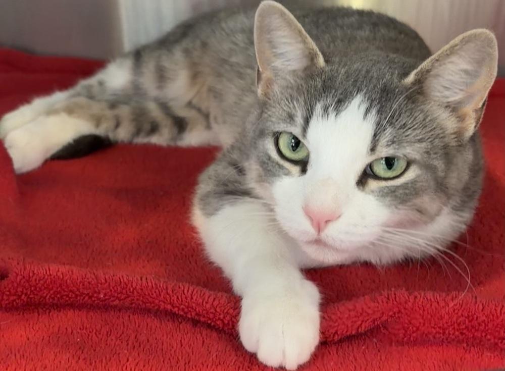 Enlarge Green Eyes, a Adoptable mixed breed in Southbury, CT image 2/3