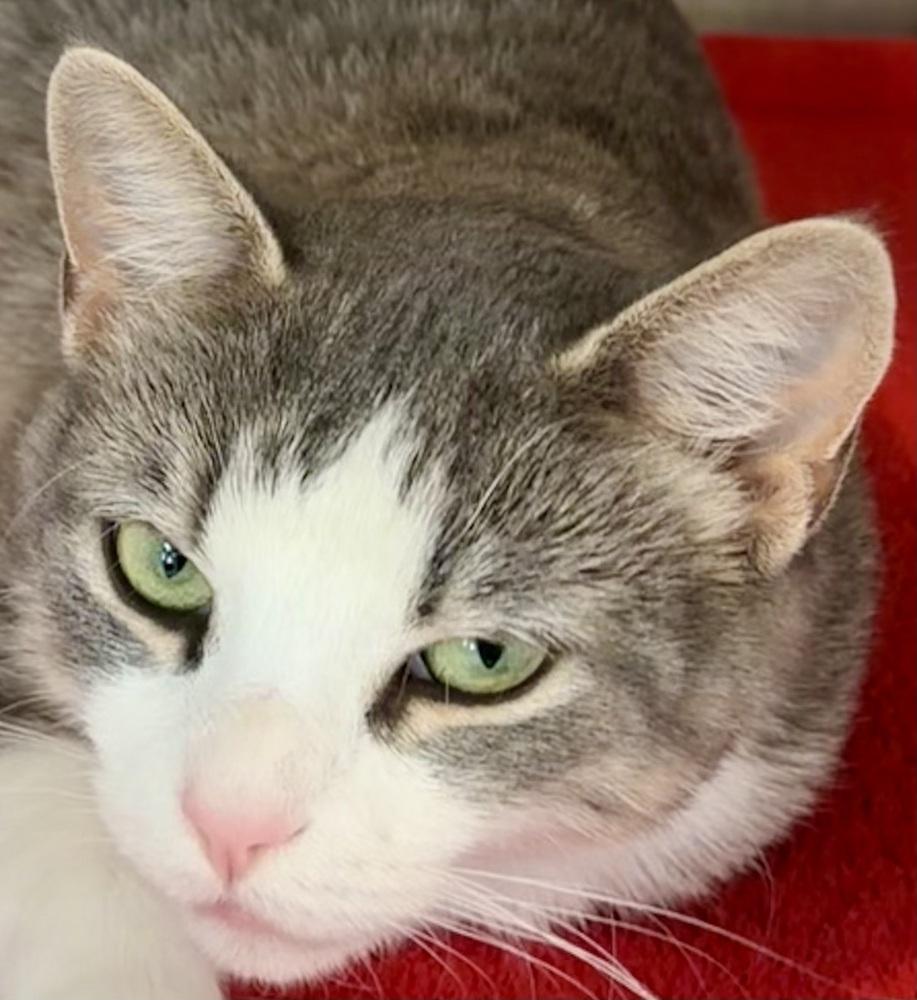 Enlarge Green Eyes, a Adoptable mixed breed in Southbury, CT image 3/3