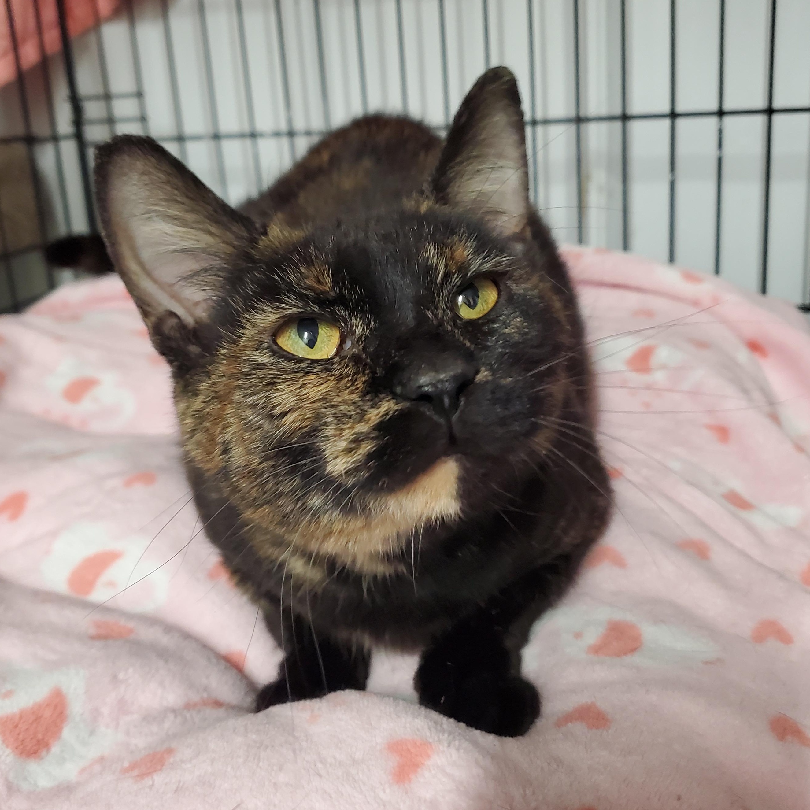 Toffee, ADOPTABLE, Young Female Domestic Short Hair.