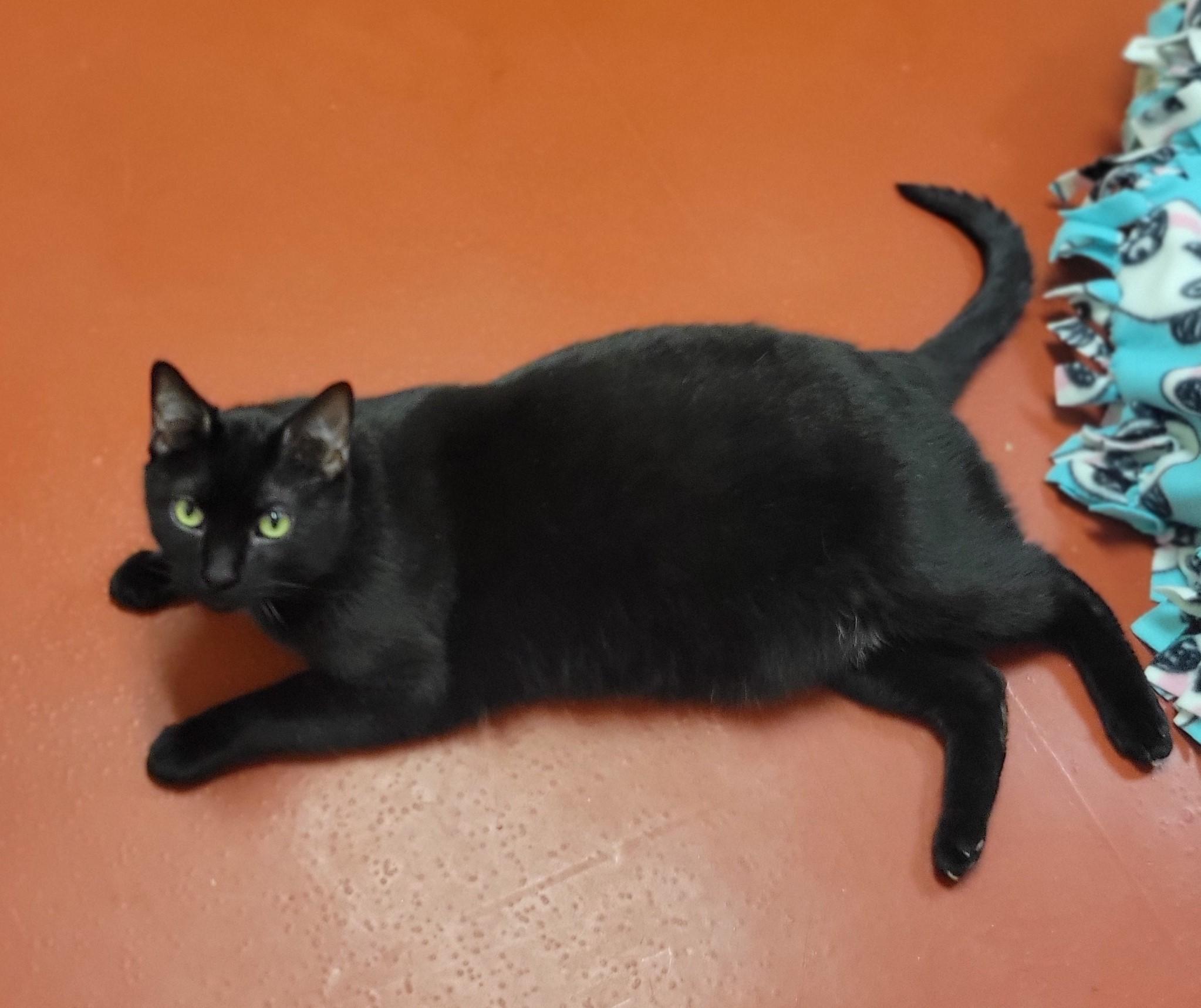 Enlarge Oliver, an adopted Domestic Short Hair in Mason City, IA image 1/1