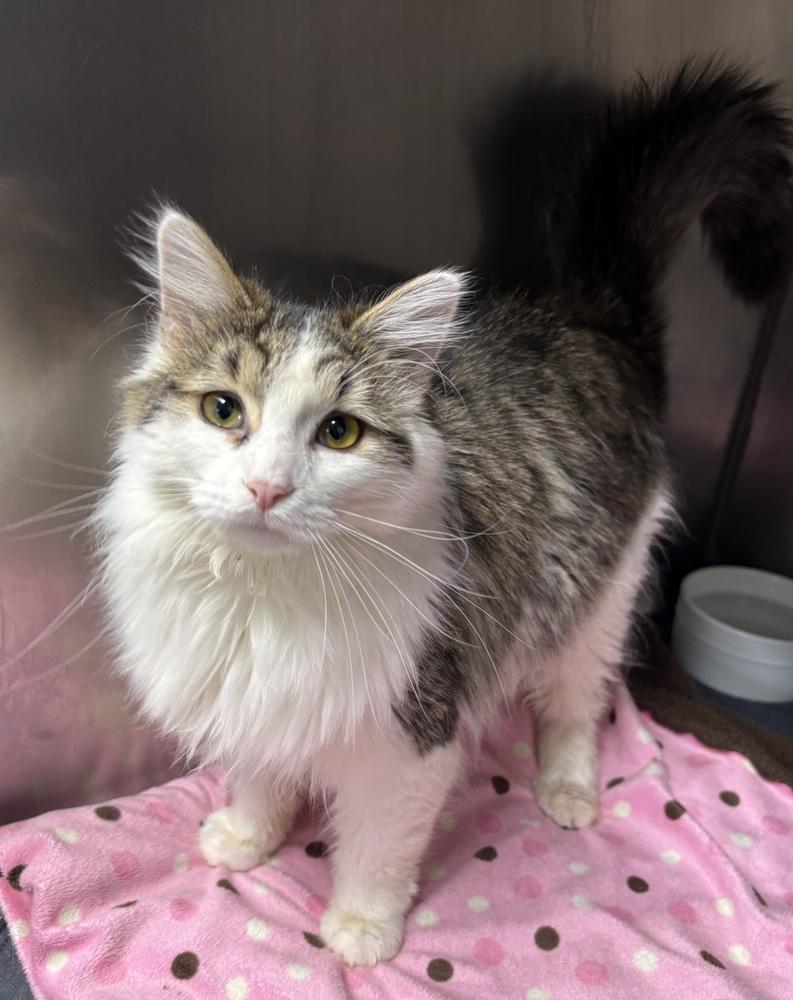 Enlarge Maura ~ Available at PetSmart Warsaw, IN!, a Adopted Domestic Medium Hair in Rochester, IN image 1/1
