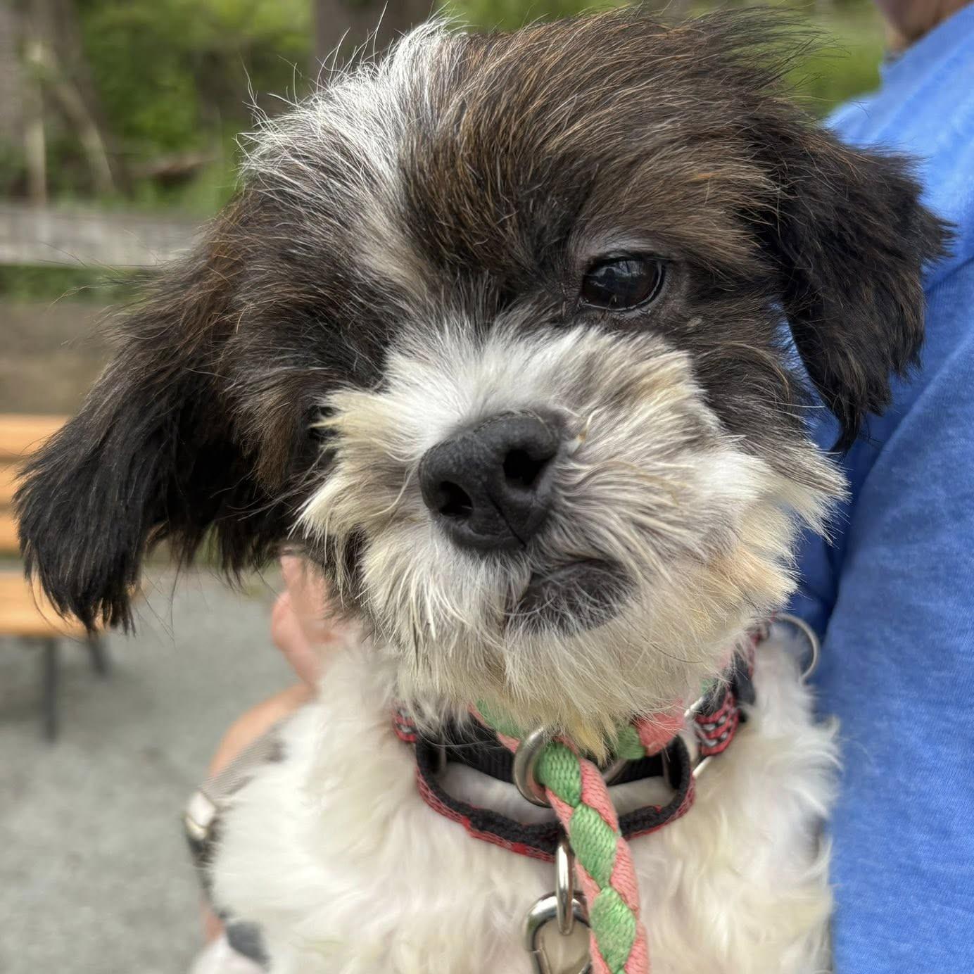 Jon, an adopted mixed breed in Phoenixville, PA image 5/5