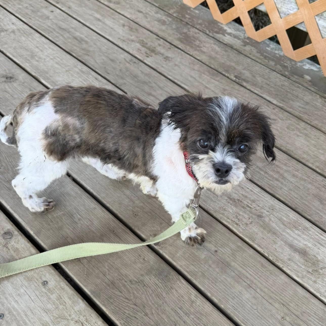 Jon, an adopted mixed breed in Phoenixville, PA image 3/5