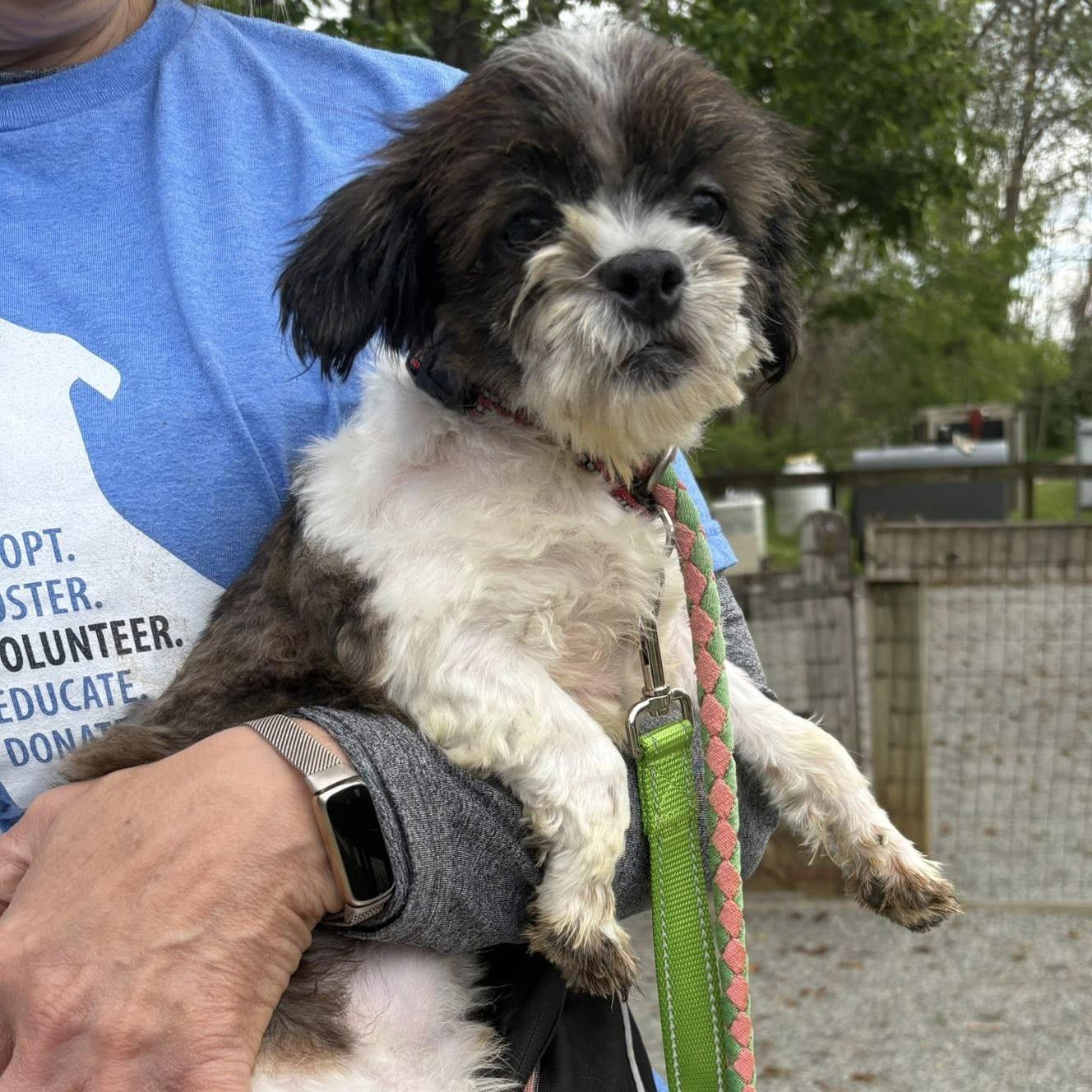 Jon, adopted, Puppy Male Shih Tzu.