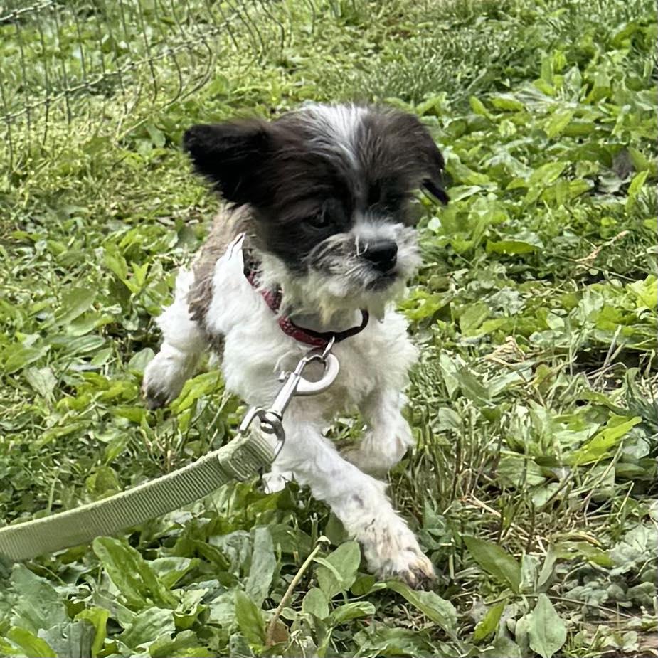 Jon, an adopted mixed breed in Phoenixville, PA image 4/5