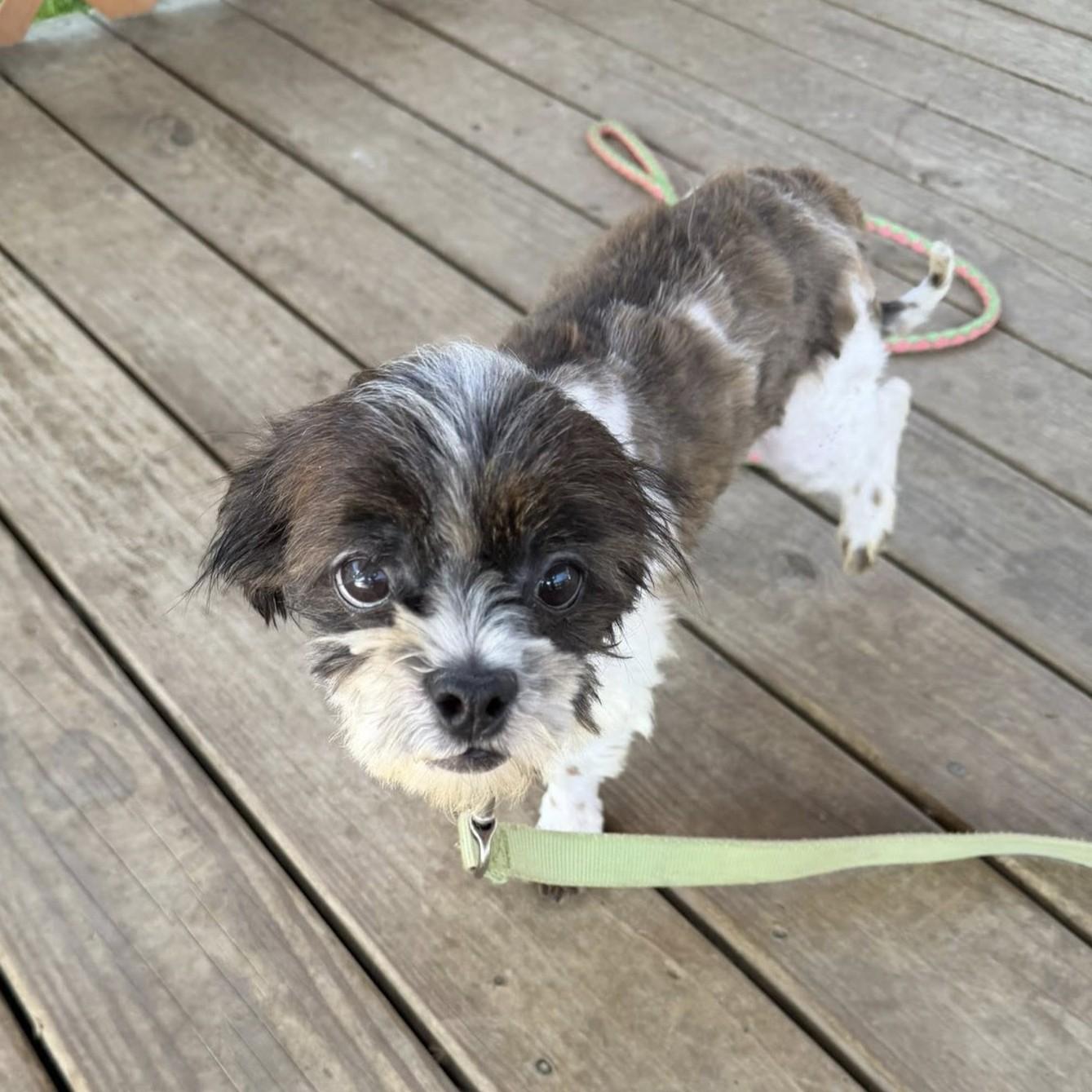 Jon, an adopted mixed breed in Phoenixville, PA image 2/5
