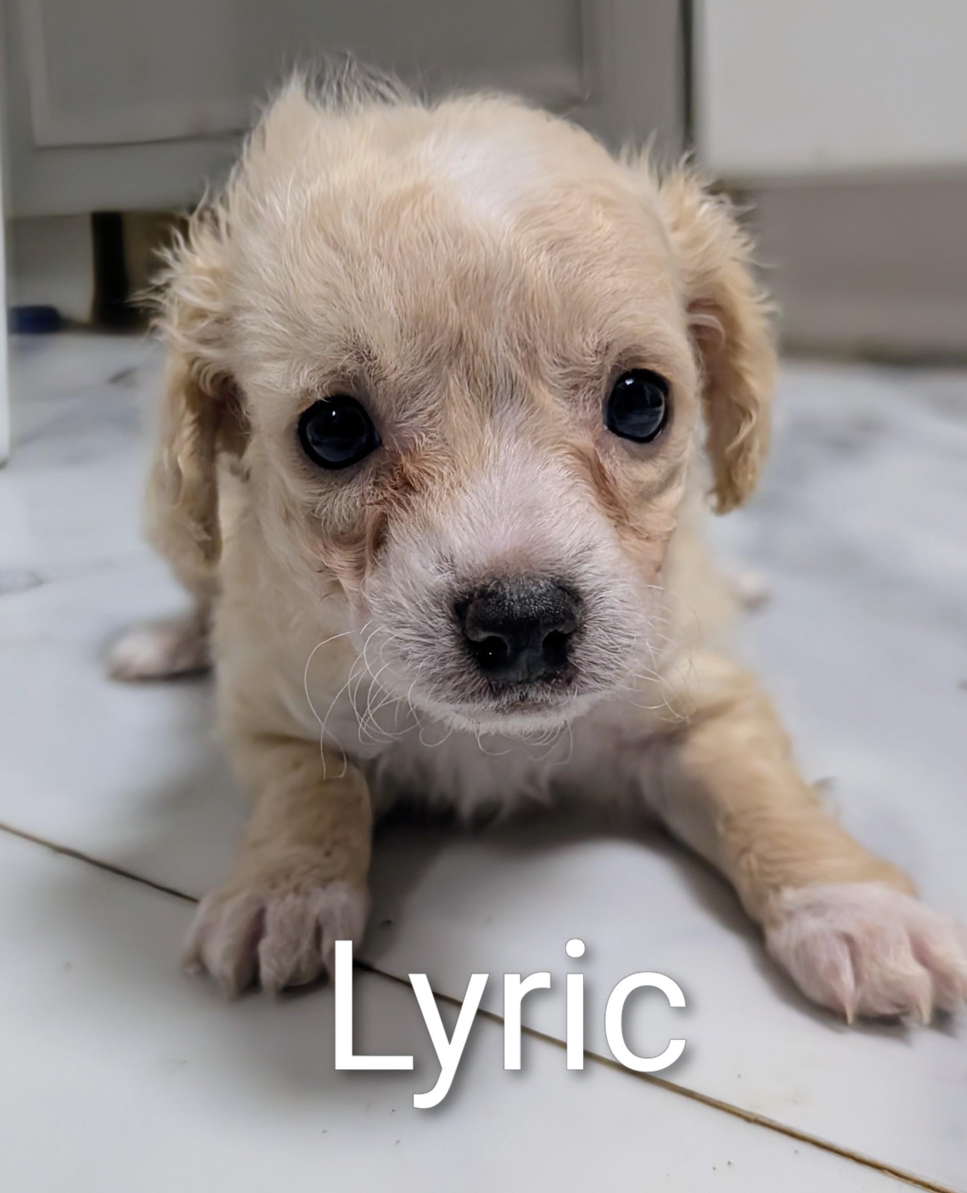 Lyric , ADOPTABLE, Puppy Female Miniature Poodle & Chihuahua.