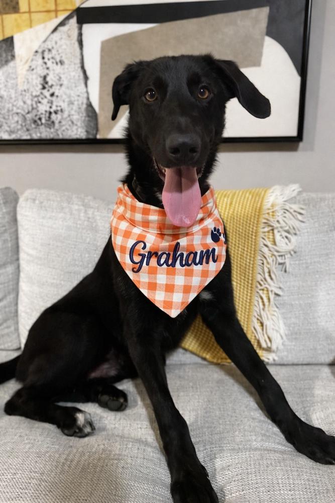Enlarge Graham, a Adoptable mixed breed in North Reading, MA image 2/6