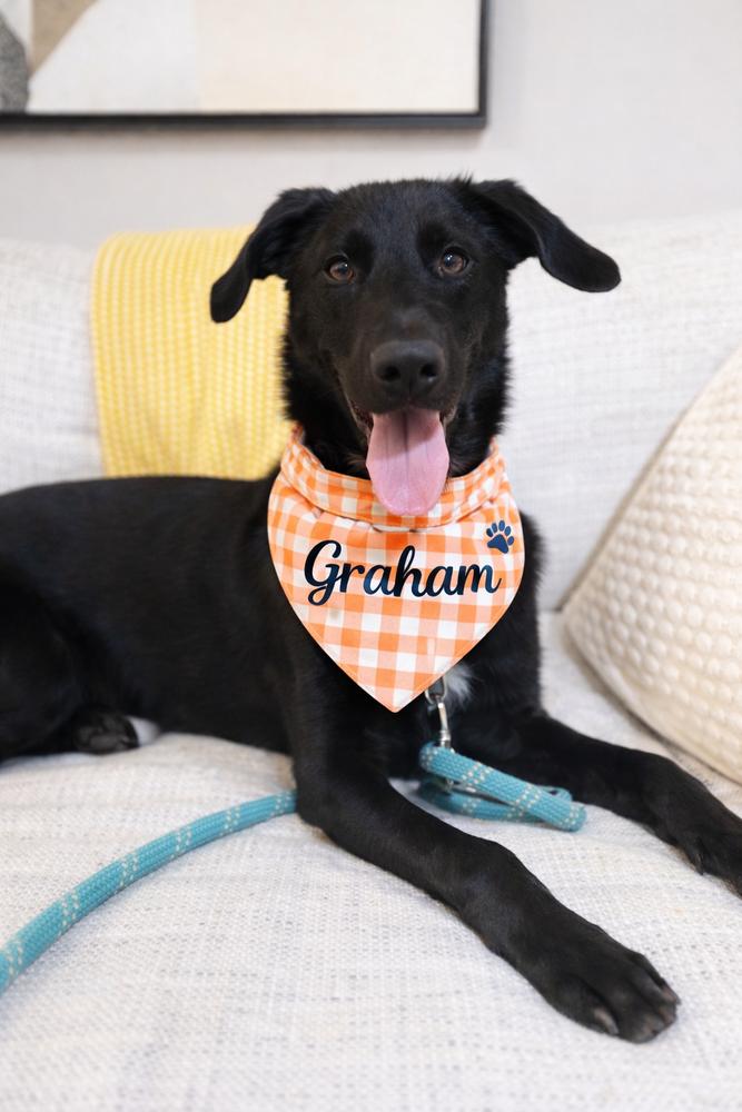Enlarge Graham, a Adoptable mixed breed in North Reading, MA image 3/6
