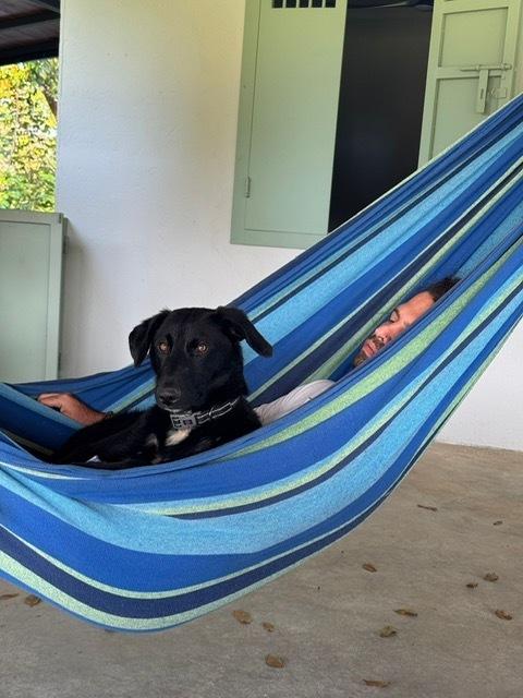 Enlarge Graham, a Adoptable mixed breed in North Reading, MA image 4/6