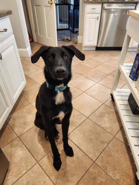 Graham, Adoptable, Adult Male Labrador Retriever.