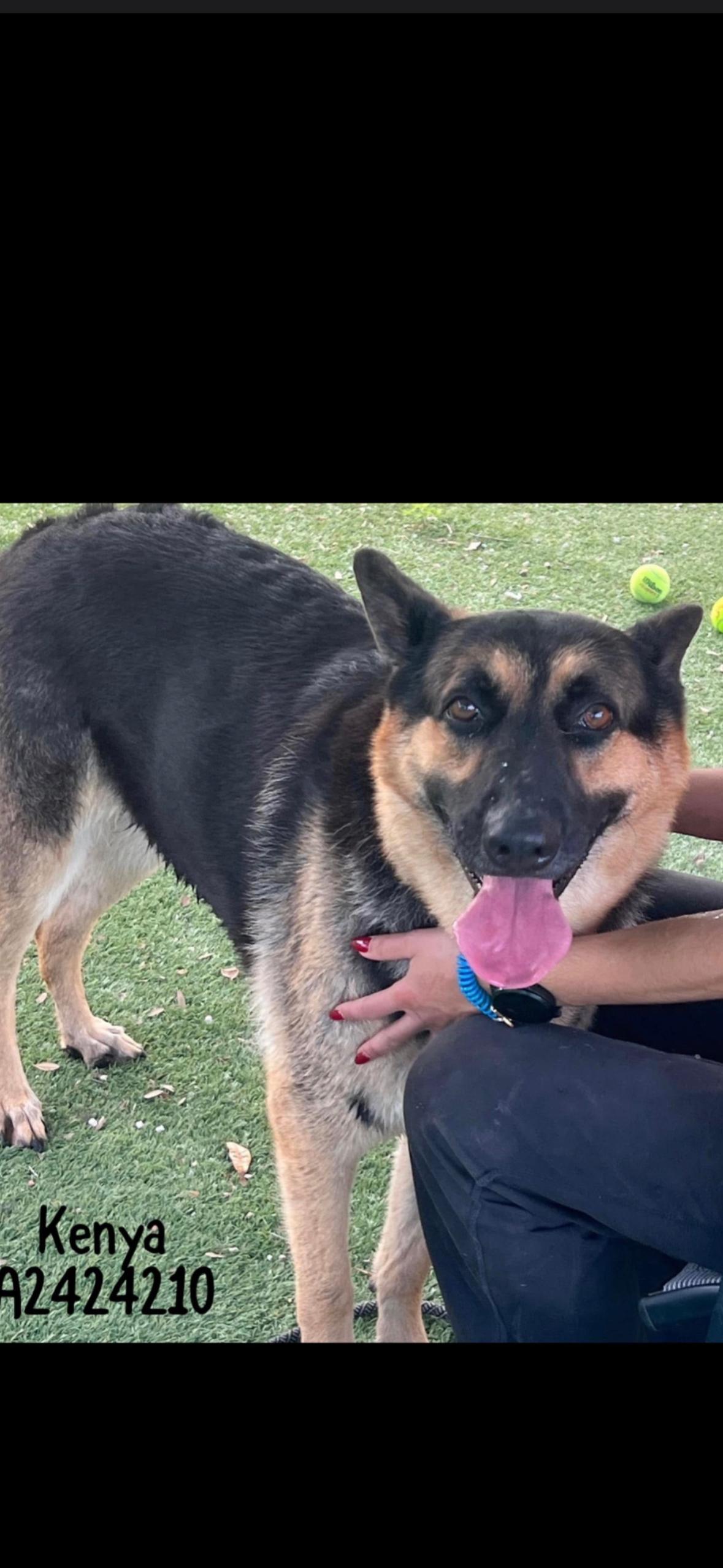 Kenya, a Adoptable German Shepherd Dog in Oviedo, FL image 1/2