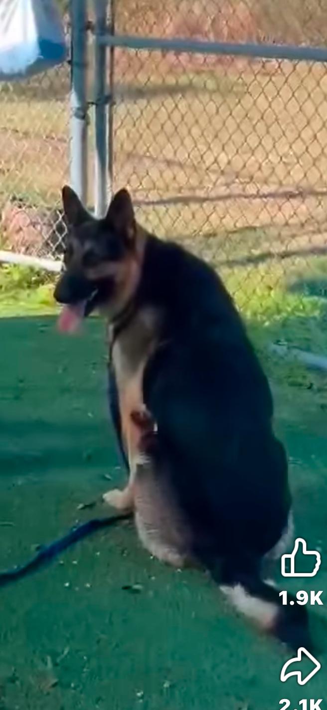 Kenya, Adoptable, Adult Female German Shepherd Dog.