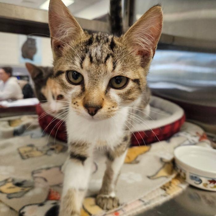 Marzipan thumbnail 2