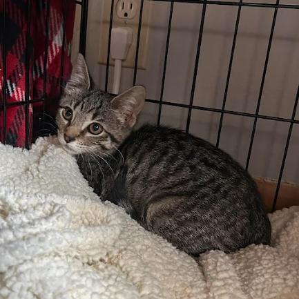 Ellie, Adoptable, Young Female Domestic Short Hair.