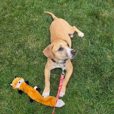 Mariana, Adoptable, Young Female Mixed Breed.