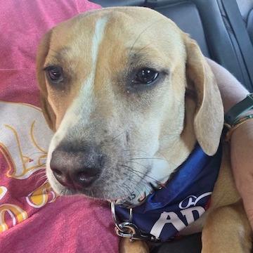 Enlarge Mariana, a Adoptable Mixed Breed in Kansas City, MO image 2/6
