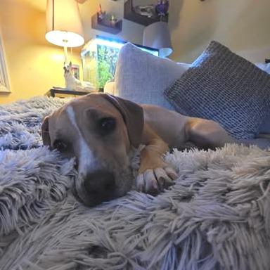 Enlarge Mariana, a Adoptable Mixed Breed in Kansas City, MO image 3/6
