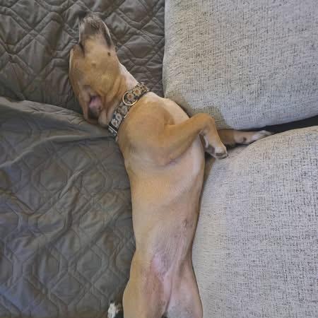 Enlarge Mariana, a Adoptable Mixed Breed in Kansas City, MO image 4/6
