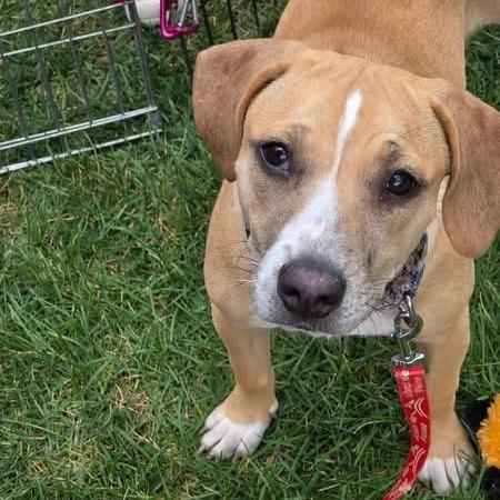 Enlarge Mariana, a Adoptable Mixed Breed in Kansas City, MO image 6/6