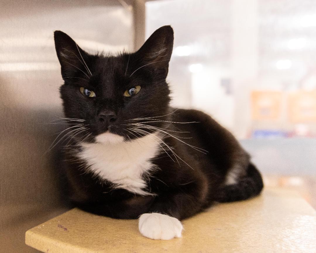 Sylvester aka 