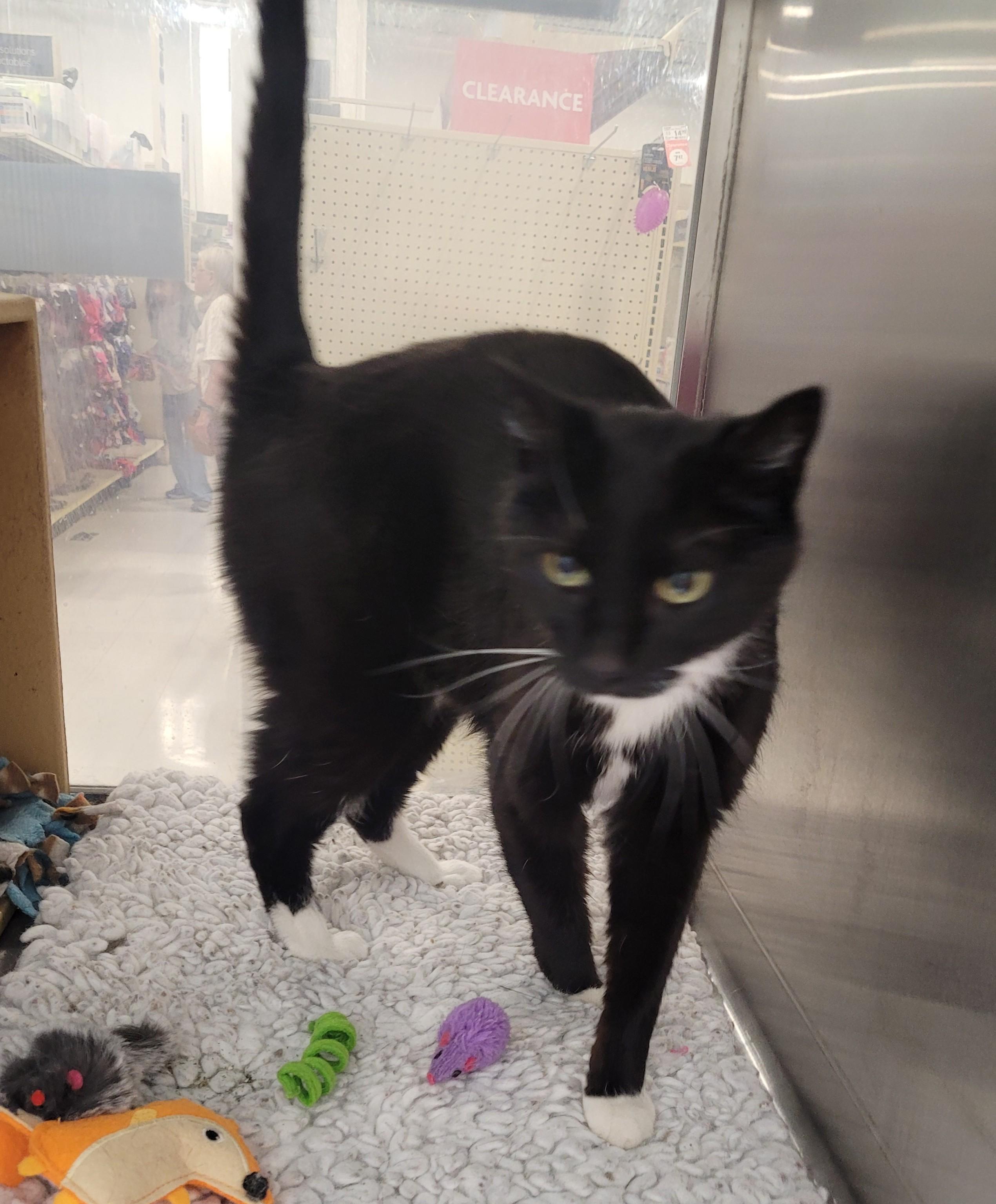 Sylvester aka 