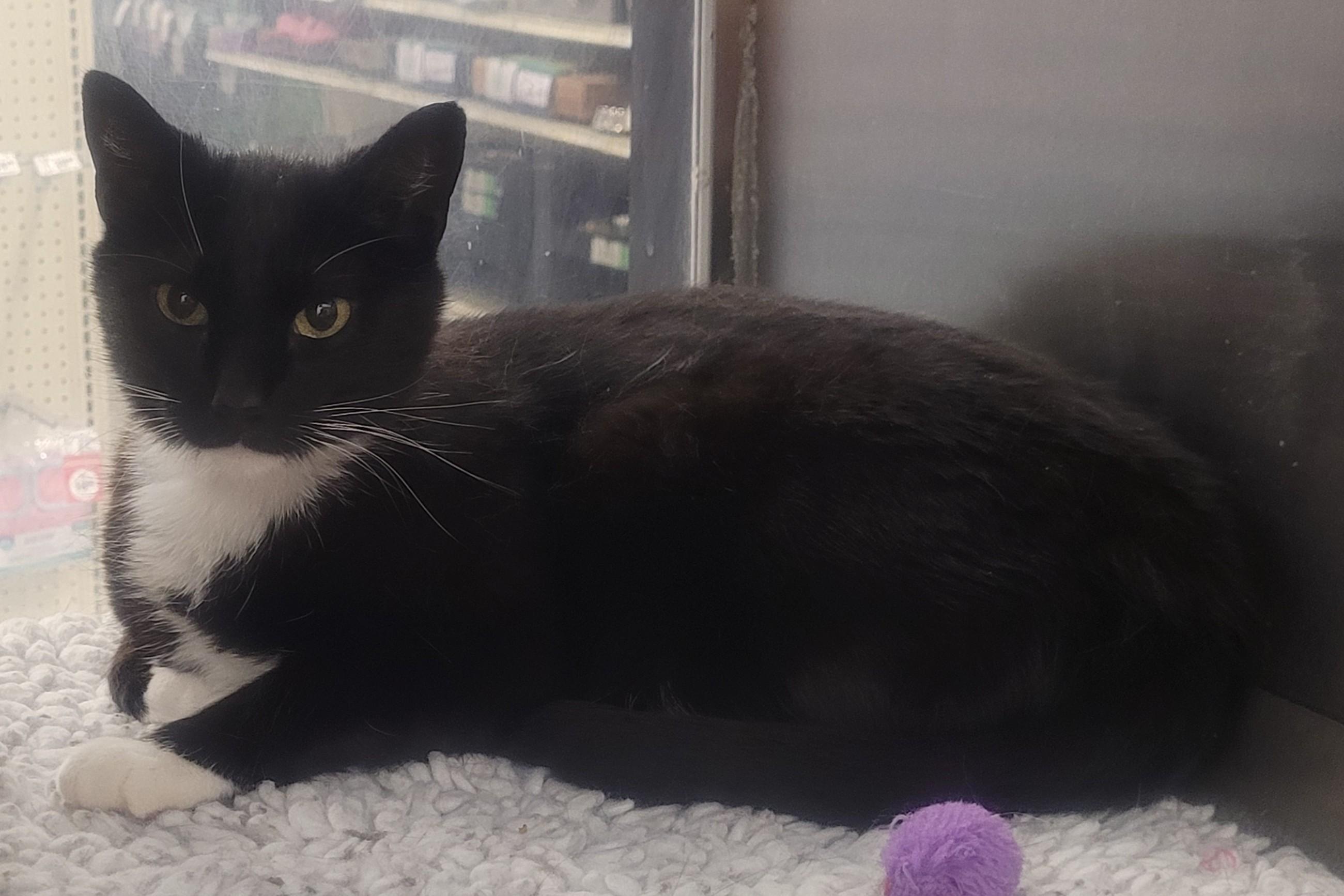 Sylvester aka 
