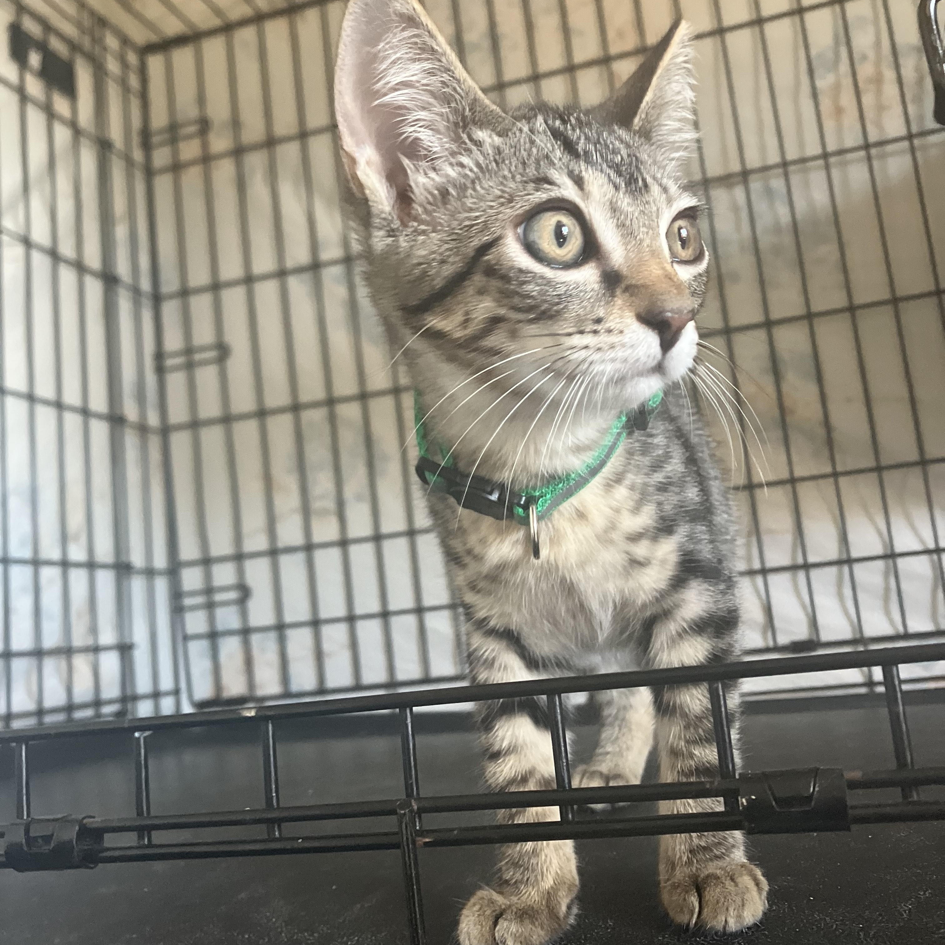 Snap- toy lover and lap kitten