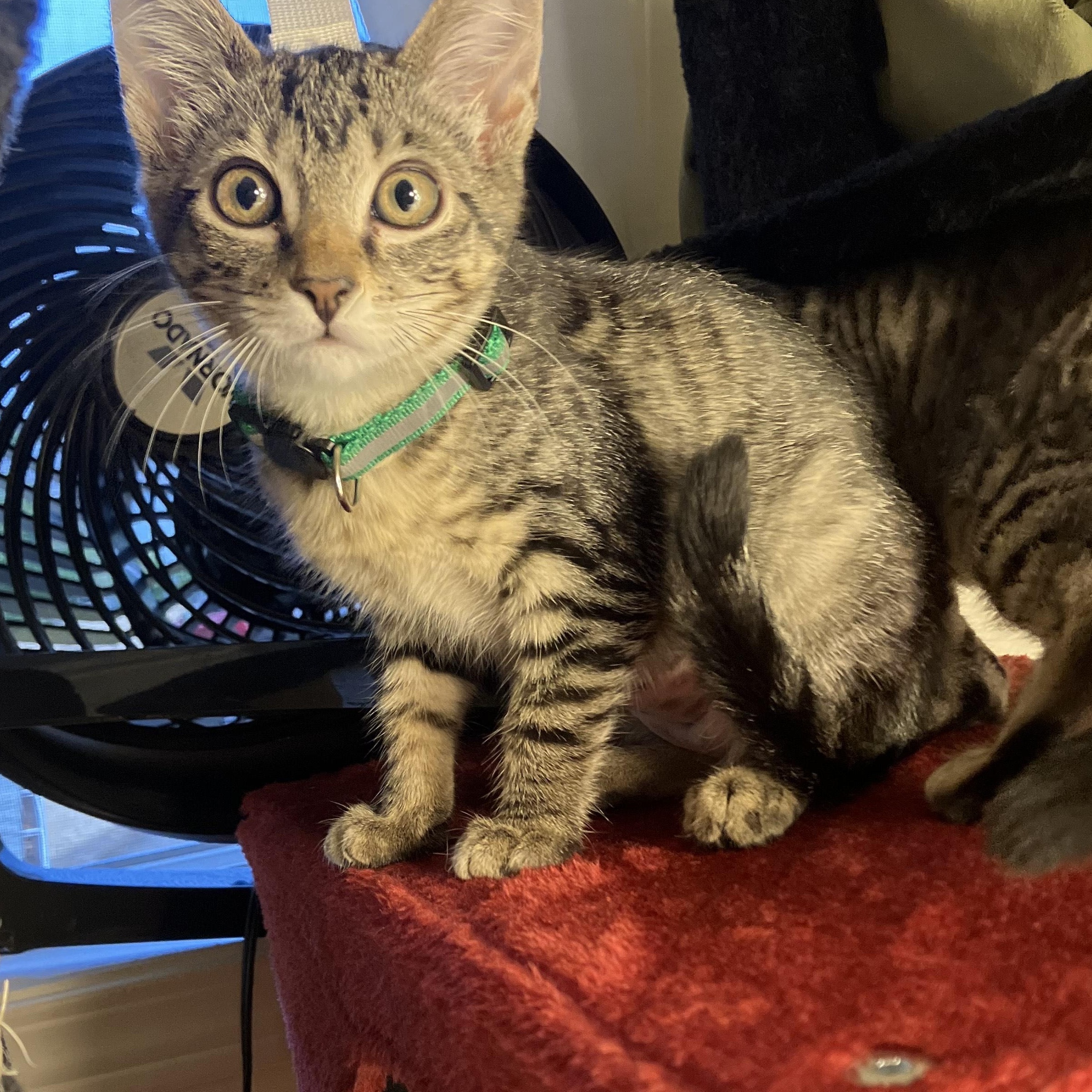 Snap- toy lover and lap kitten