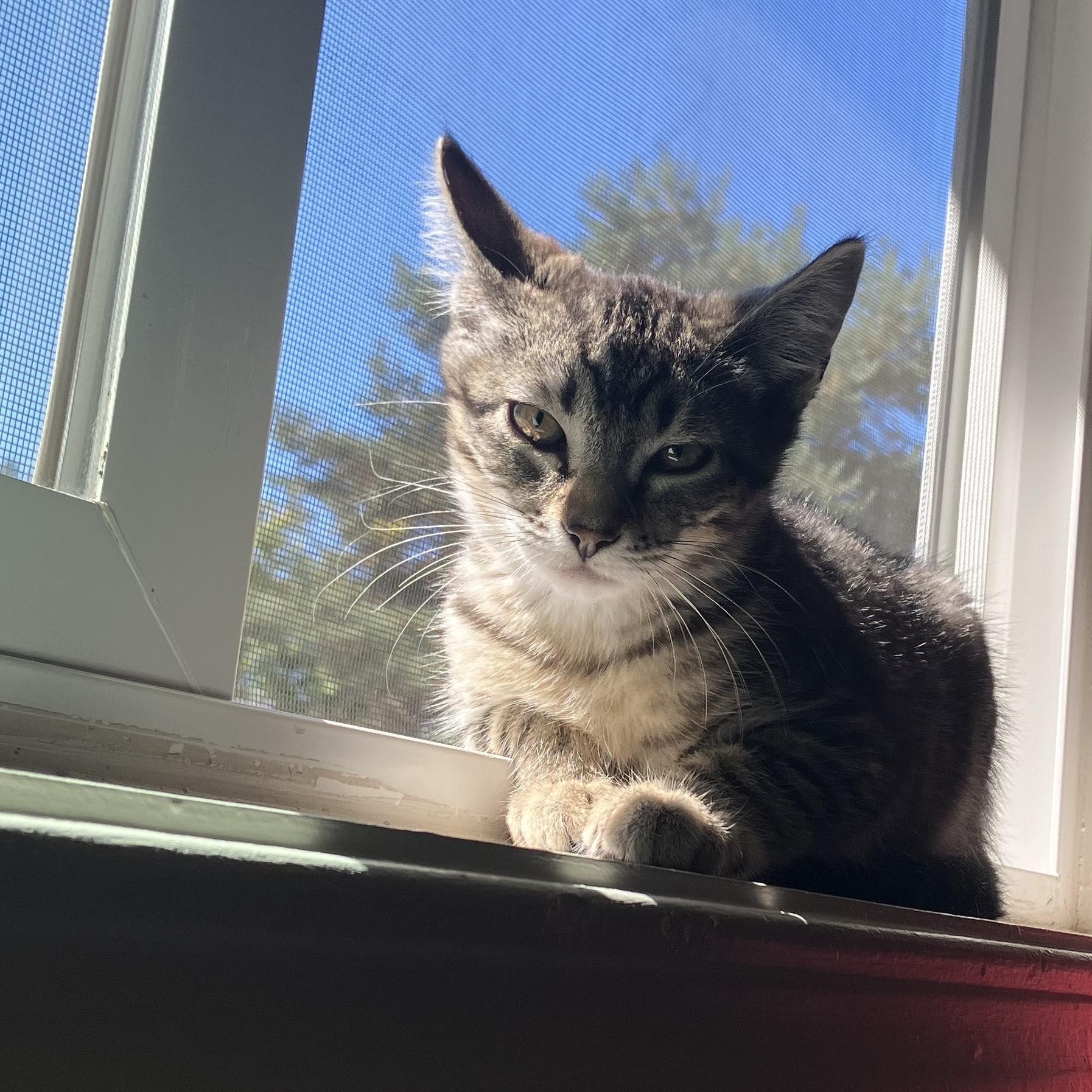 Snap- toy lover and lap kitten