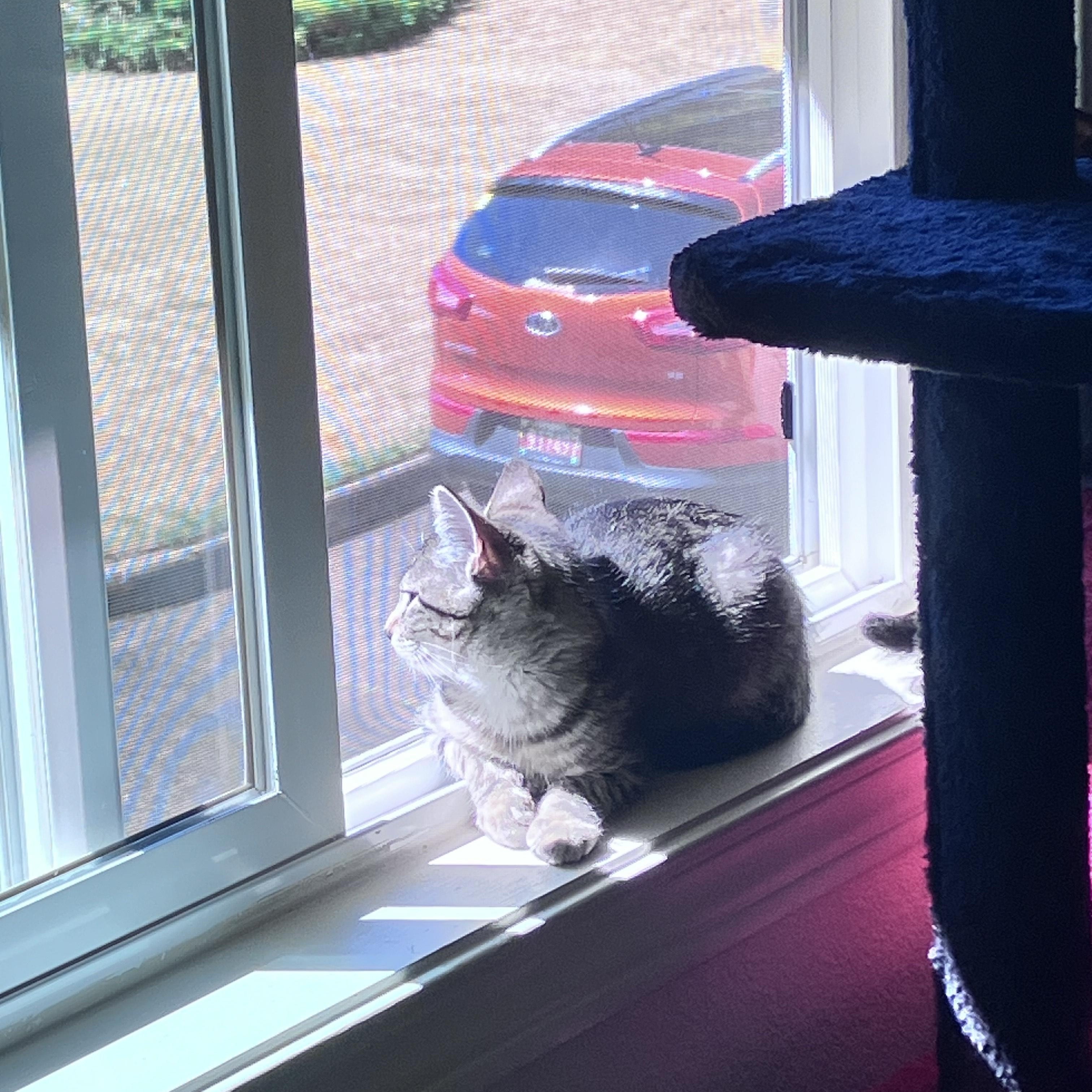 Snap- toy lover and lap kitten