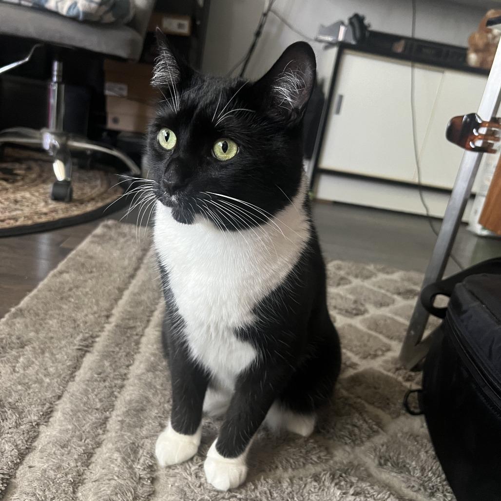 Kermit — thumbnail 2