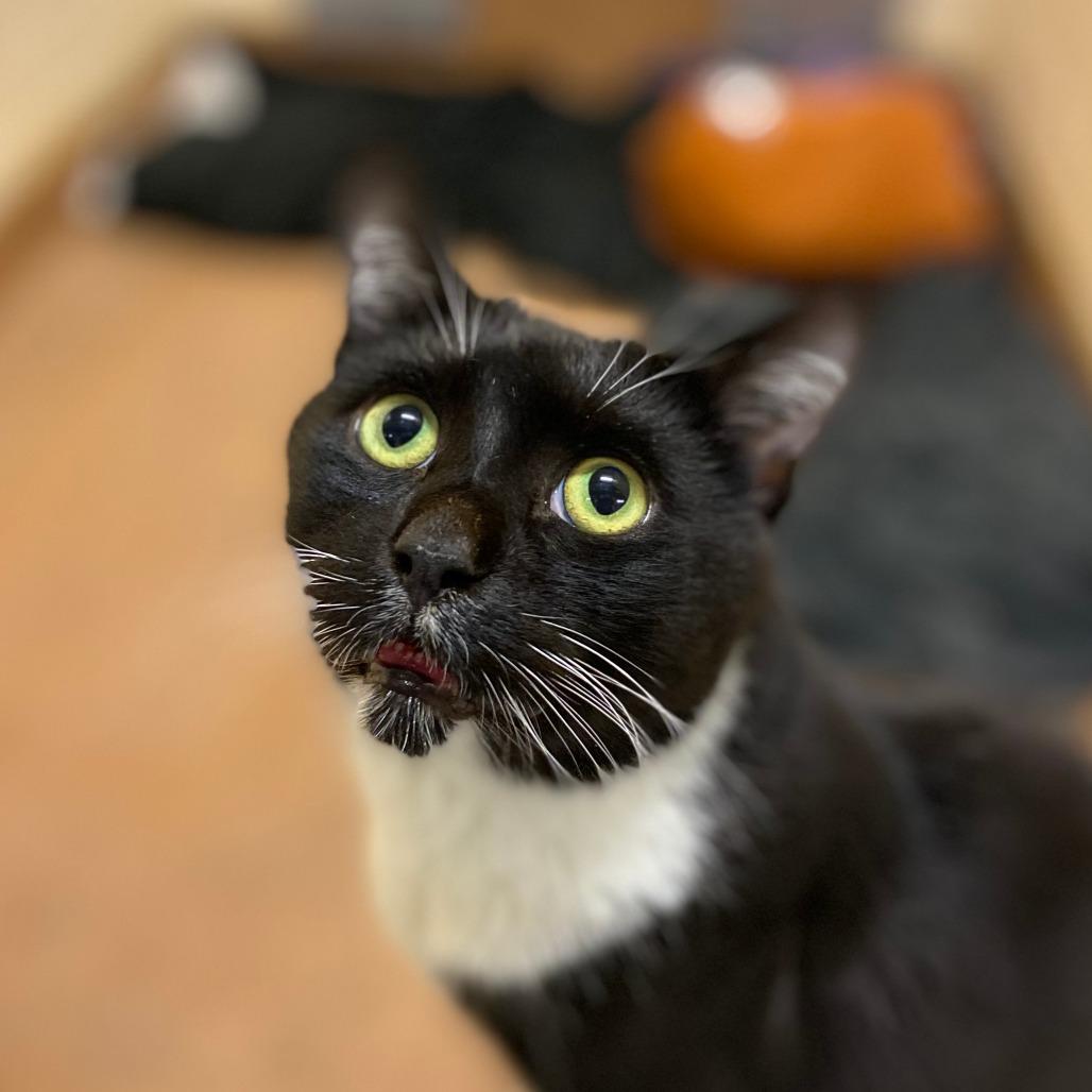 Kermit — thumbnail 4