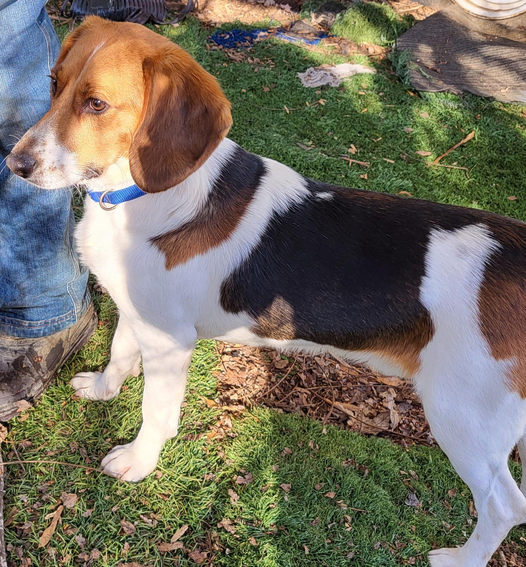 Kody, ADOPTABLE, Young Male Beagle.