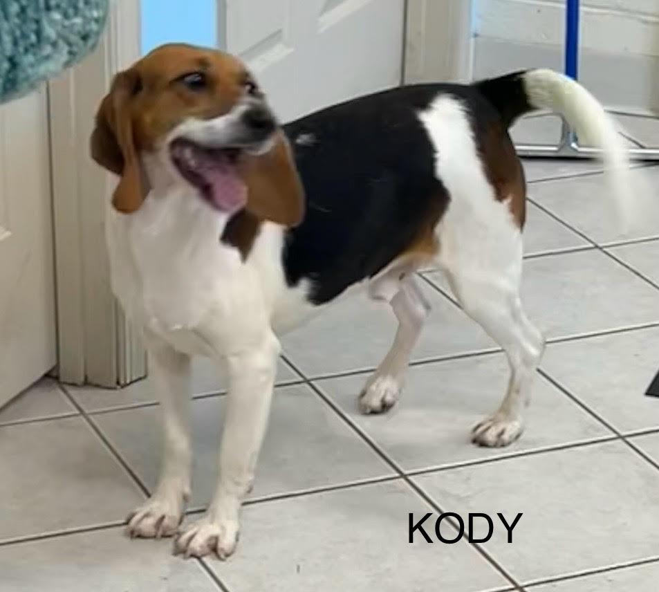 Kody, a ADOPTABLE mixed breed in Lexington, MA image 2/6