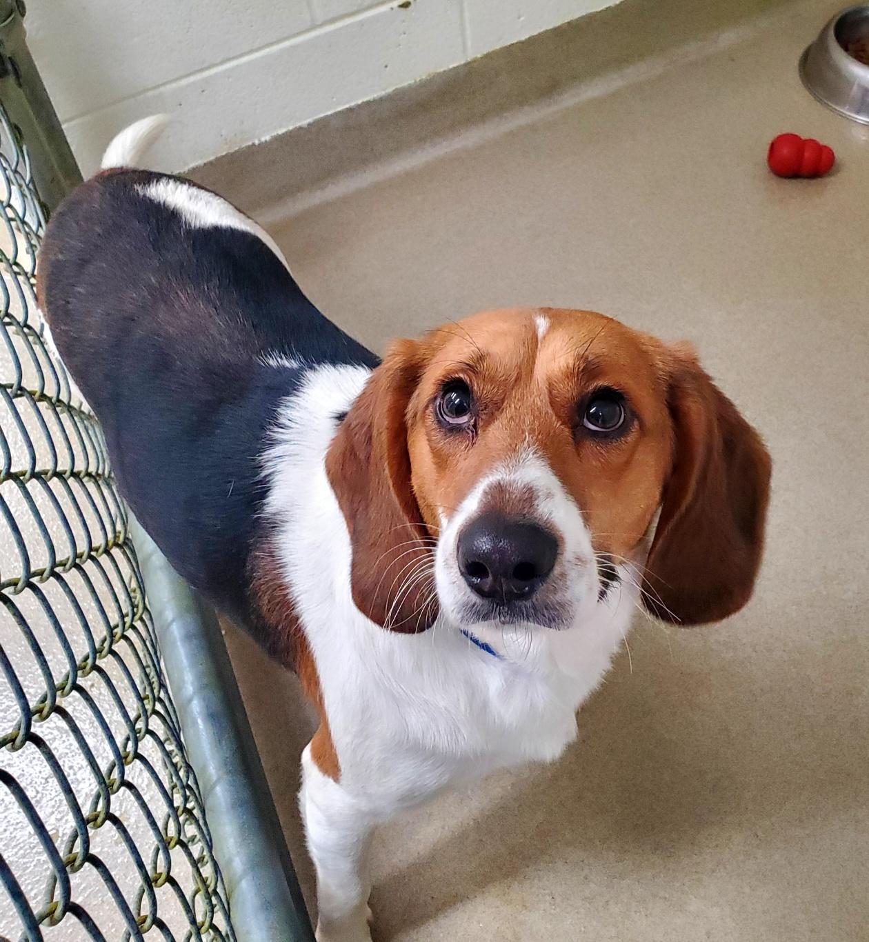 Kody, a ADOPTABLE mixed breed in Lexington, MA image 3/6