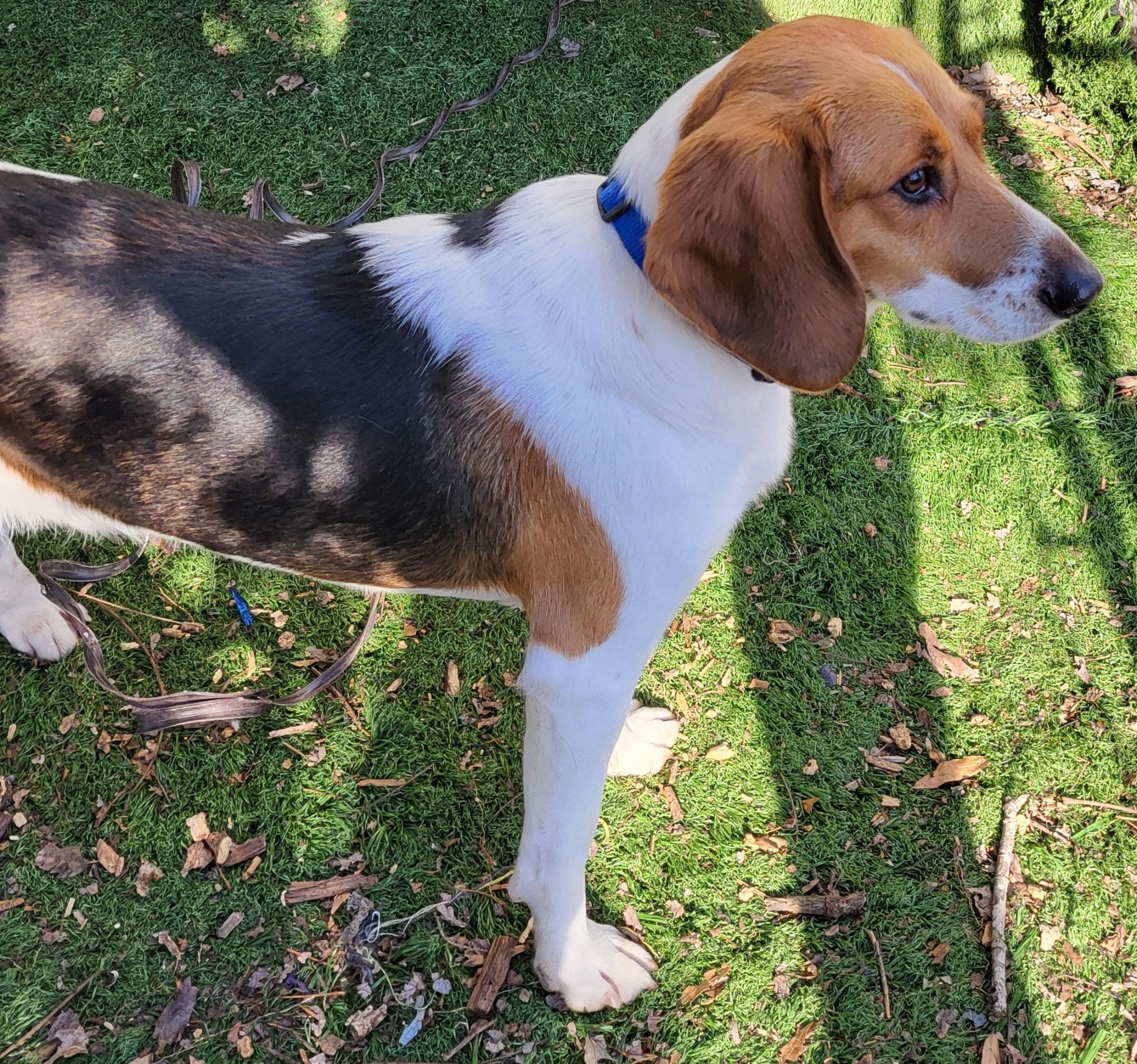 Kody, a ADOPTABLE mixed breed in Lexington, MA image 4/6