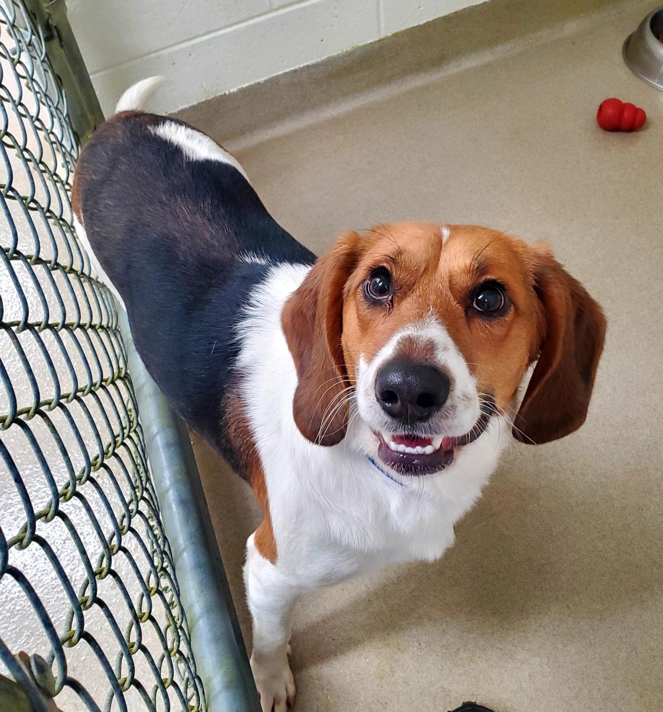 Kody, a ADOPTABLE mixed breed in Lexington, MA image 5/6