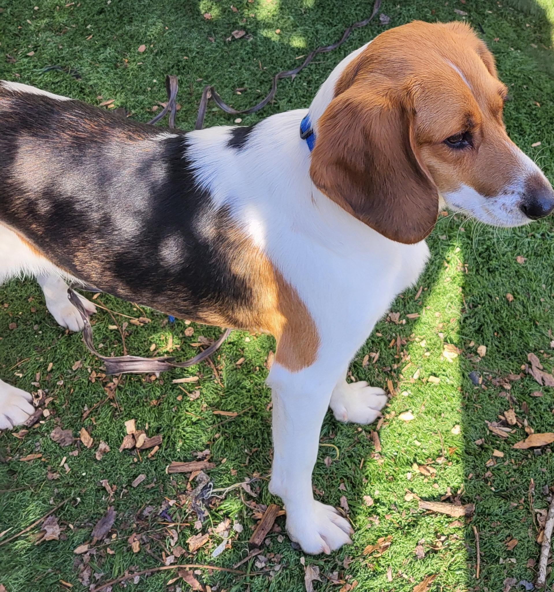 Kody, a ADOPTABLE mixed breed in Lexington, MA image 6/6