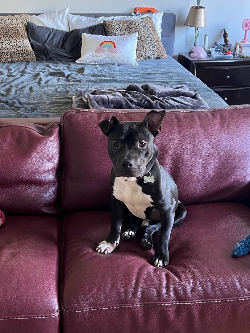 Pongo