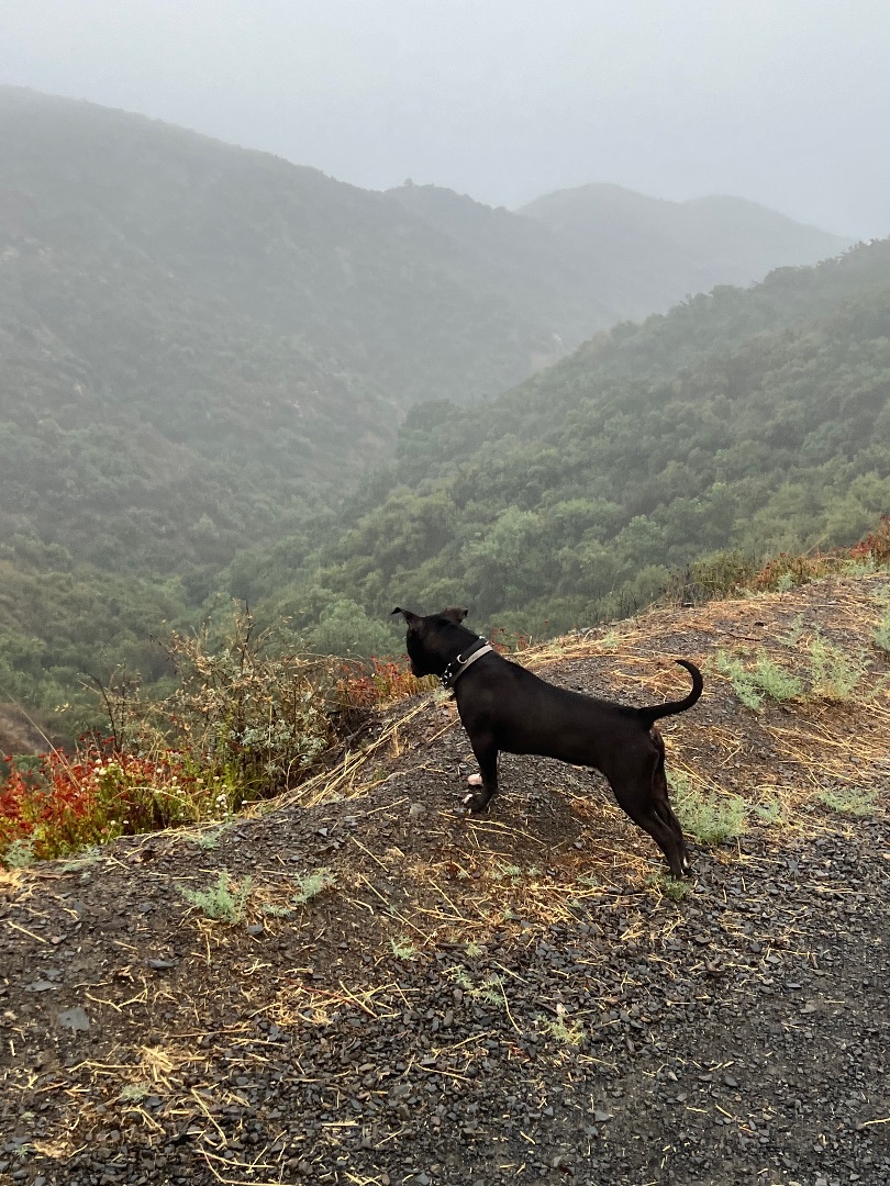 Pongo