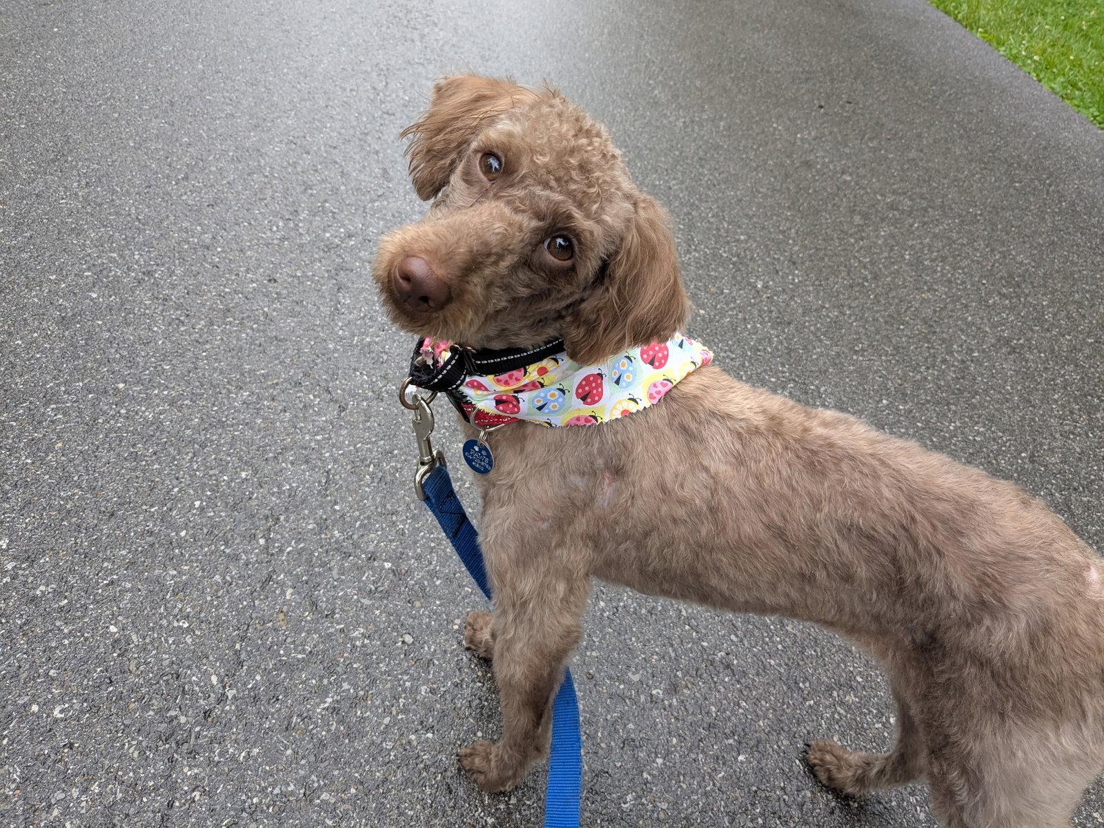 Daisie, Adoptable, Young Female Poodle.